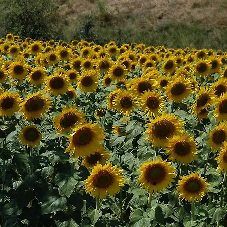 컨트리하우스 Toscana La Mucchia *